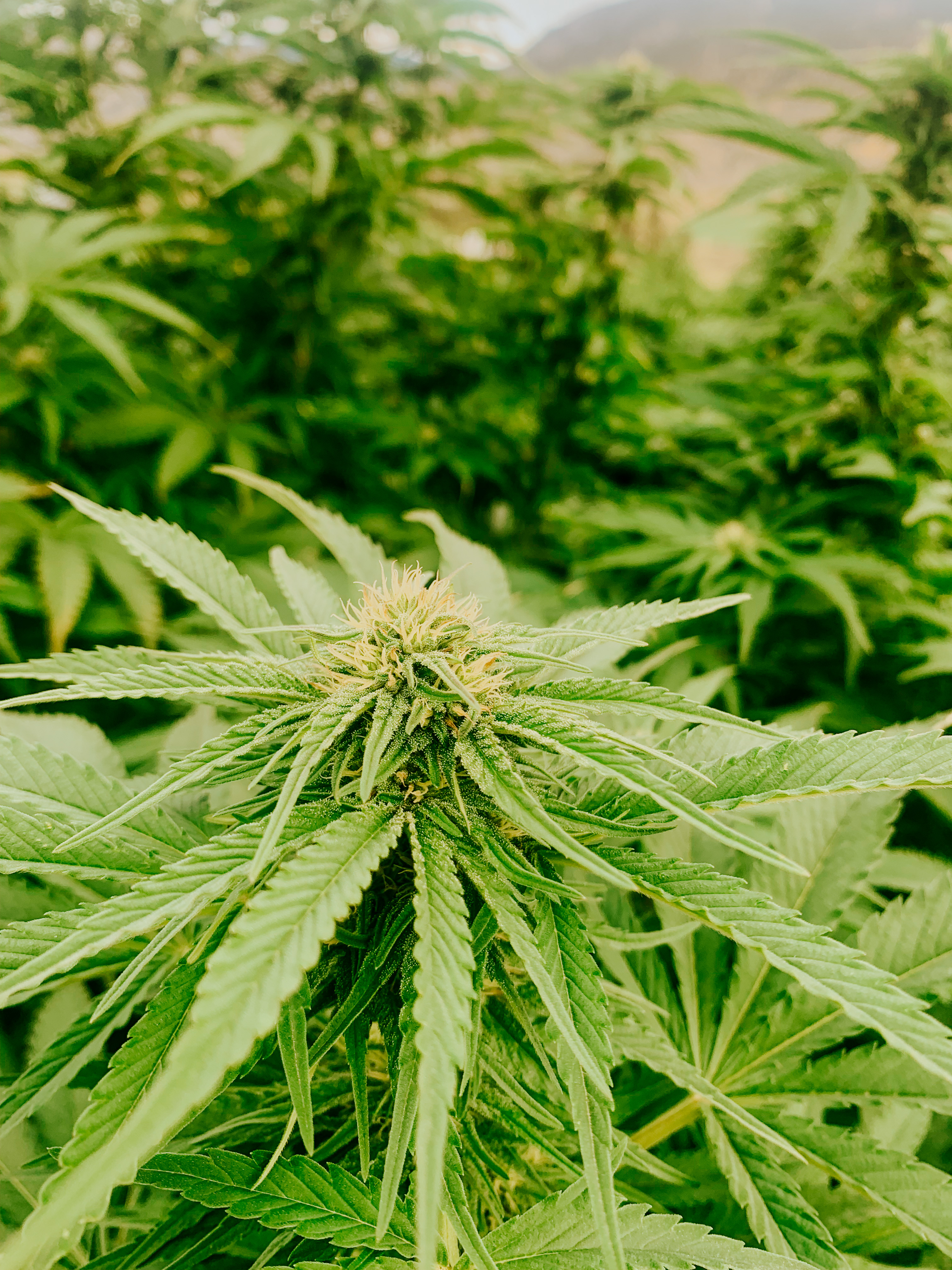 Blue Bandita cultivar photographed for the 2021 harvest