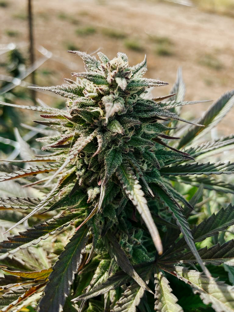 Squirt cultivar photographed for the 2022 harvest