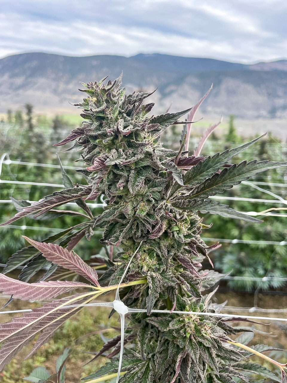 Apple Fritter cultivar photographed for the 2023 harvest