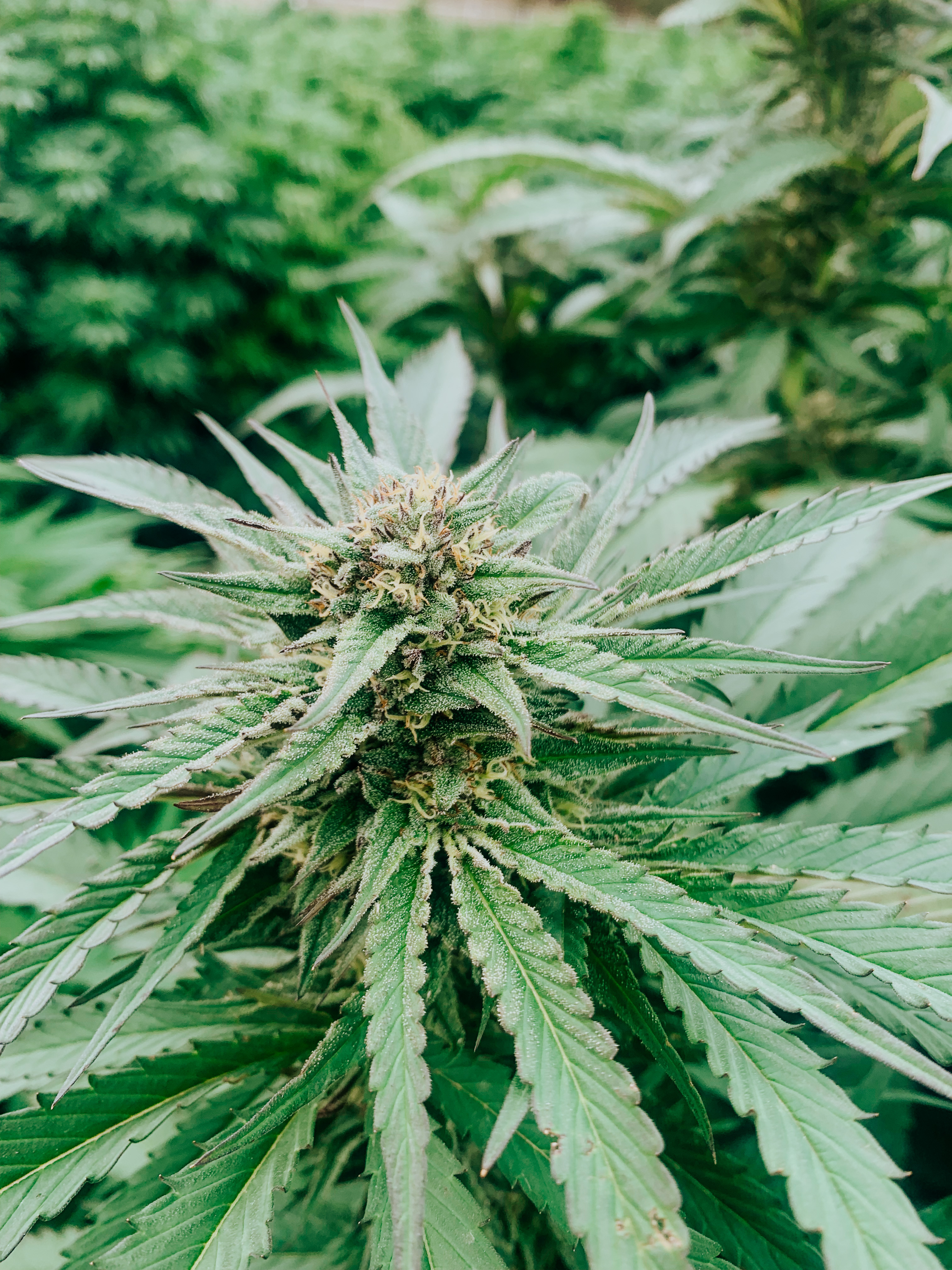 Green C cultivar photographed for the 2021 harvest