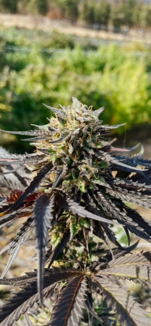 Vanilla Frosting cultivar photographed for the 2022 harvest