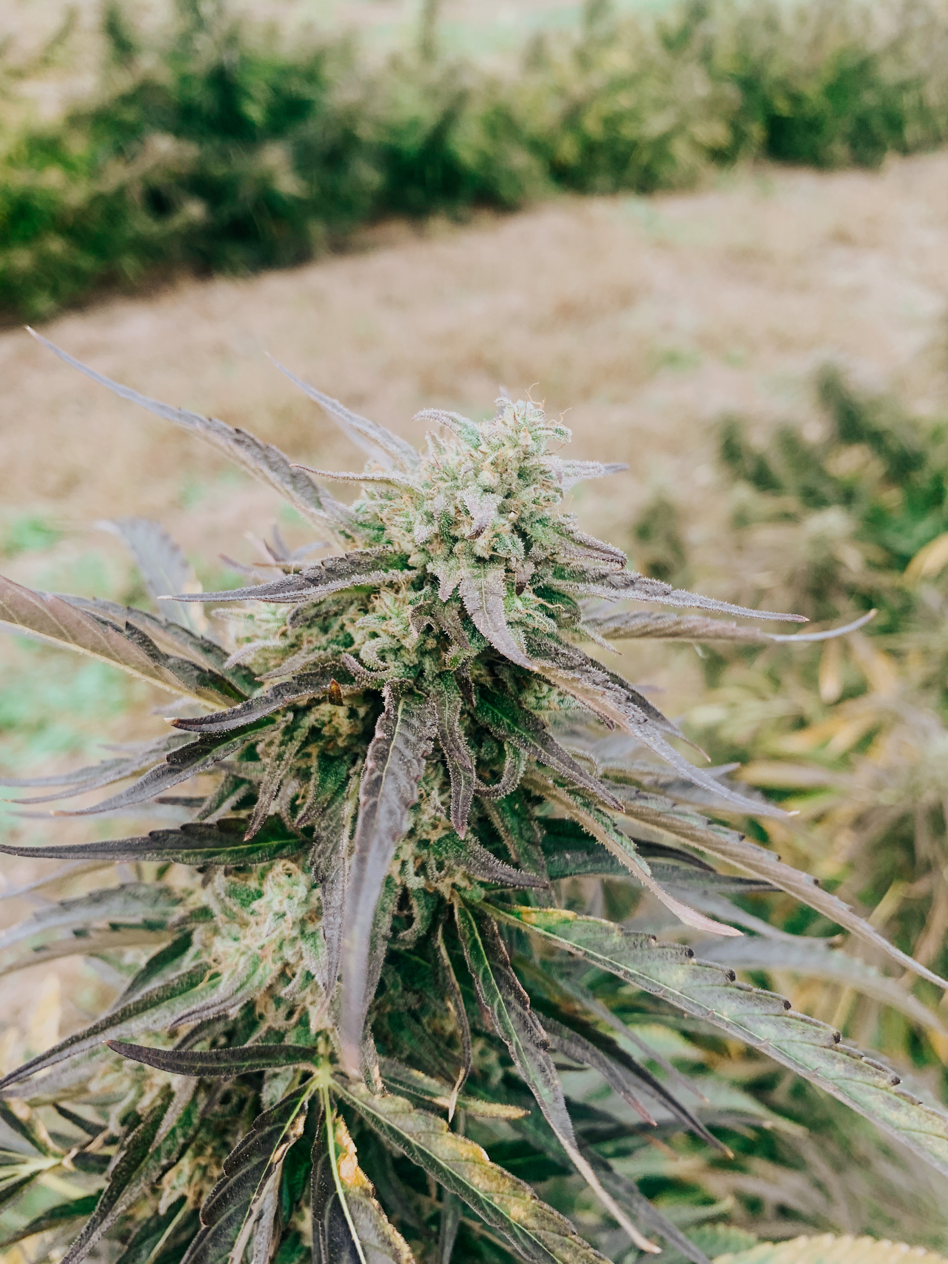 Dosi Punch cultivar photographed for the 2023 harvest