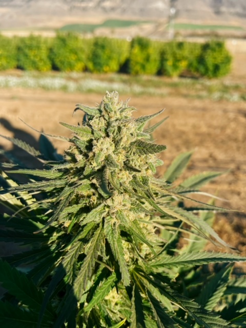 GMO Bomb cultivar photographed for the 2023 harvest