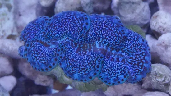 Thumbnail: Maxima Clam: Ultra Grade Tridacna maxima
