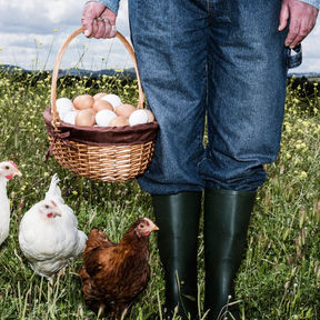 Discover the Health Benefits of Pastured Organic Eggs: Nature's Perfect Protein