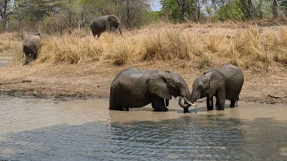 Muso returns to the younger orphan herd at the release facility after an early 6-week adventure on his own,                                          where he was spotted amongst a herd of 50 elephants.