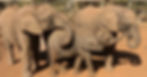Nursery Herd - Bupe, Nanzhila, Mataya (LtoR).