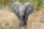 Nanzhila presented herself at Nanzhila Plains Camp, exhausted and dehydrated.