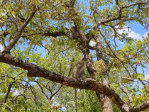 From Conflict to Coexistence: The Remarkable Journey of 26 Vervet Monkeys Back to the Wild