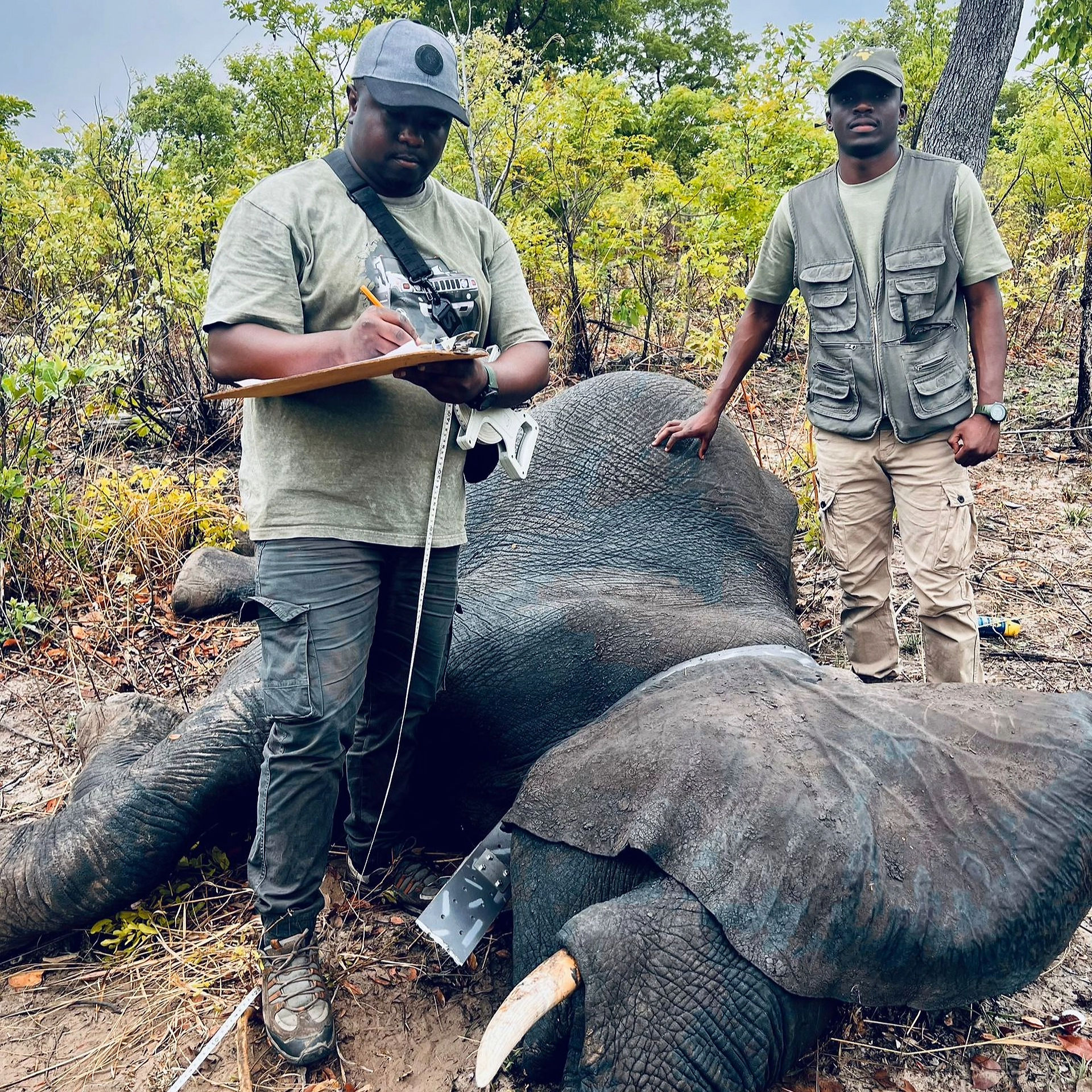 DNPW Vet Dr. Jonathan Sinyinza conducting the final checks along with GRI Senior Research Assistant 