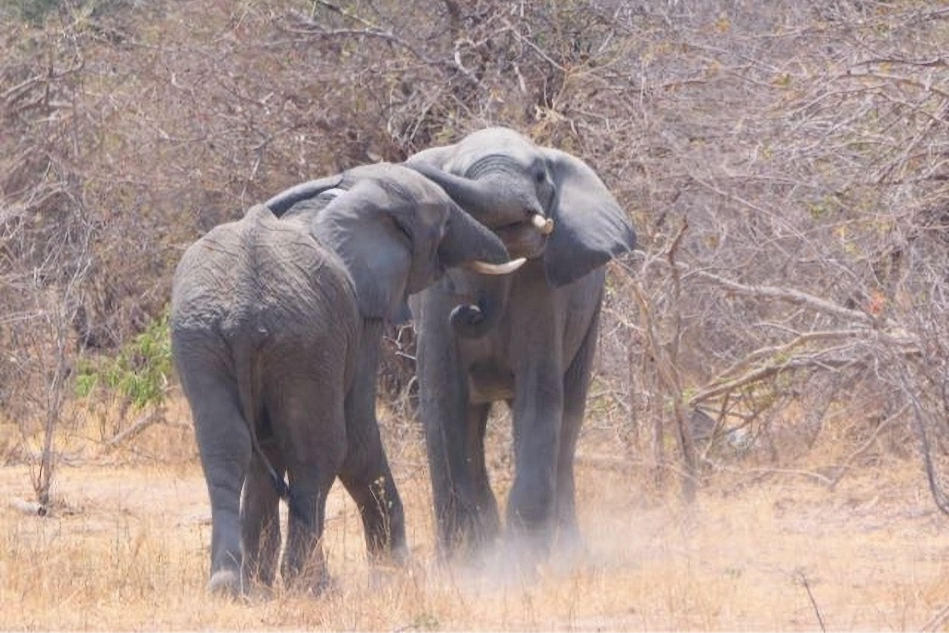 Batoka having a very relaxed interaction with an older male (both individuals ears, tail and posture