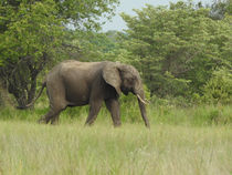 How Do We Know The Male Elephants Are Thriving? 