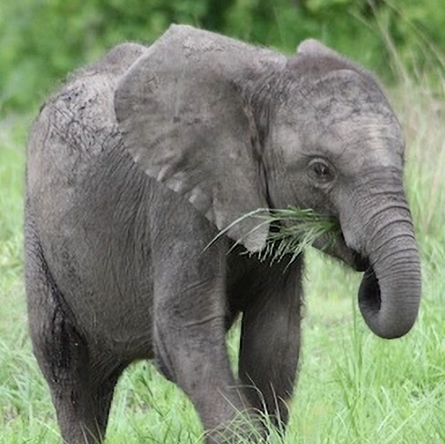 19 years later, Chamma welcomes her second calf, born free in the wild.