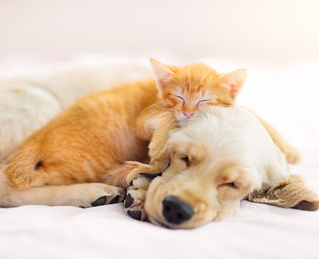 名古屋市港区 まさき動物病院 年中無休 夜間診療 犬 猫 小動物 ホテル 避妊 ドッグラン