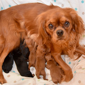 Kennedy & Pups 6-8-22.jpeg