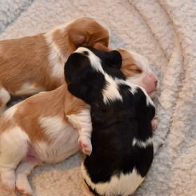 Eloise's Pups 7-18-22.jpeg
