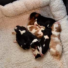Montana's Pups 6-17-22 (1).jpeg