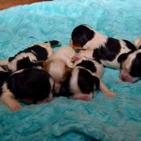 Pickle's Pups 4-20-22.jpeg