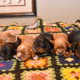 Kennedy's Pups 6-17-22.jpeg
