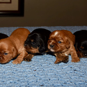 Maisel's Babies 3-23-22.jpeg