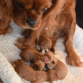 Clementine & Pups 4-20-22 (1).jpeg