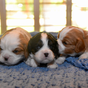 Eloise's Pups 7-27-22.jpeg