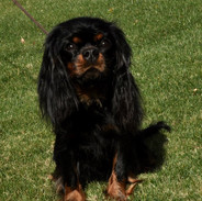 Josie