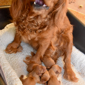 Clementine & Pups 4-20-22.jpeg