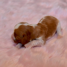 Butterscotch 5-9-22.jpeg