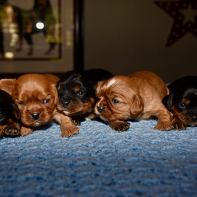 Maisel's Babies 3-23-22 (1).jpeg