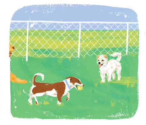 Blessing of the Dogs.gif