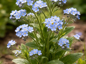 Blaues Zeichen gegen das Vergessen: Michendorf beteiligt sich am Vergissmeinnicht-Tag