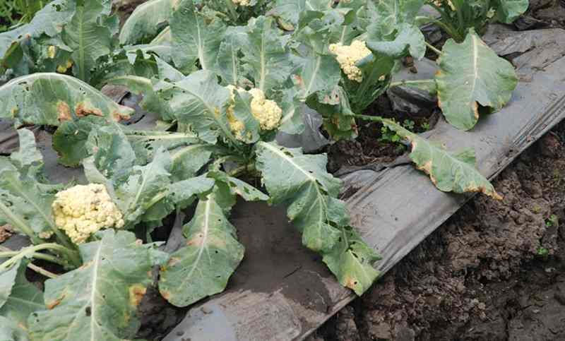 Thumbnail: Kembang Kol Per Satuan Kilogram