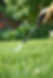 Lawn and Garden Fertilizer Application-2.png
