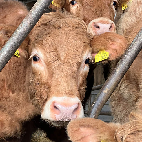 Photo 26-01-2022, 08 51 47.jpg