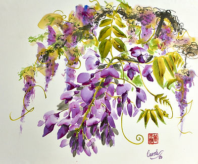 Wisteria
