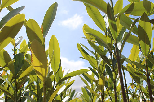 IMG_4488 - Copia.JPG