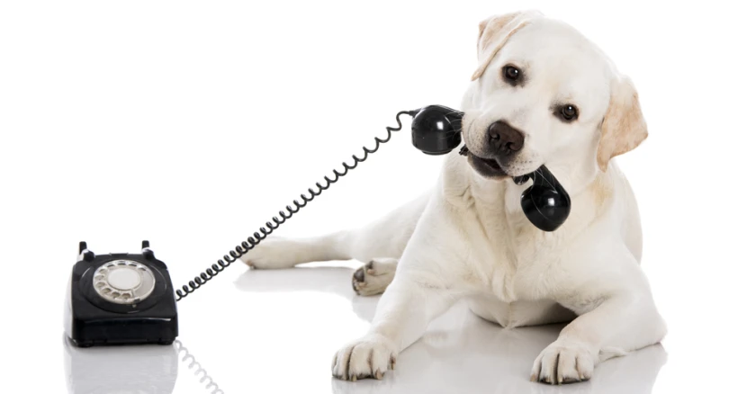 dog on phone.webp