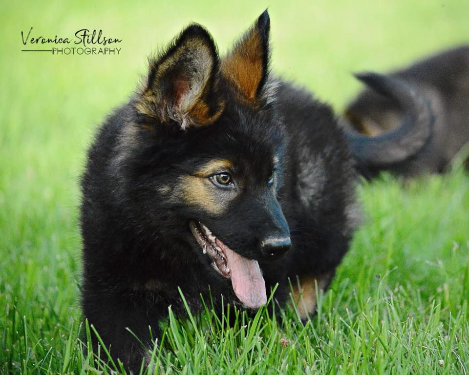 36323016_2230048490345002_33331470283340