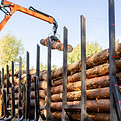 Rundholz wird auf einen Trailer geladen. Dies ist eine gebräuchliche Art und Weise um die Rundholzlogistik zu bewerkstelligen
