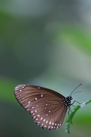 Ein Schmetterling der auf einem Grashalm sitzt. 