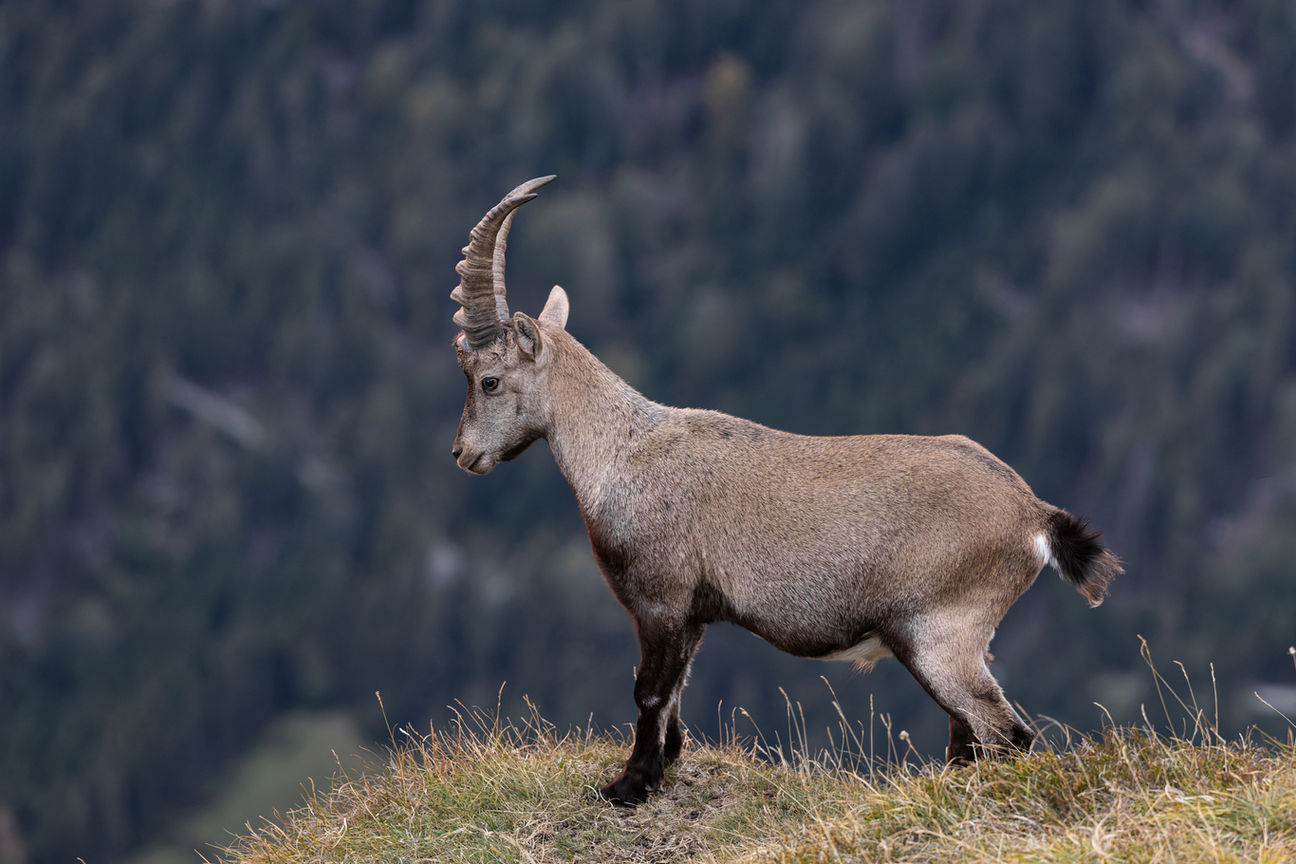 Ein Steinbock der auf einem Vorsprung steht und ins Tal schaut. 