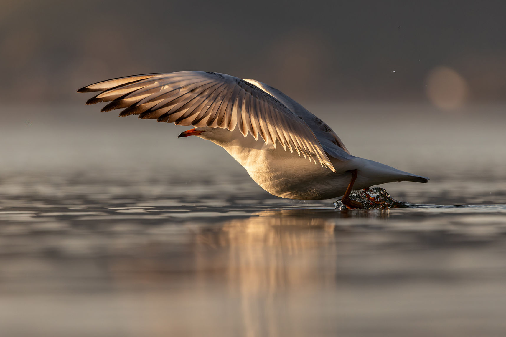 Eine Möwe beim starten aus dem See beim Abendlicht. 