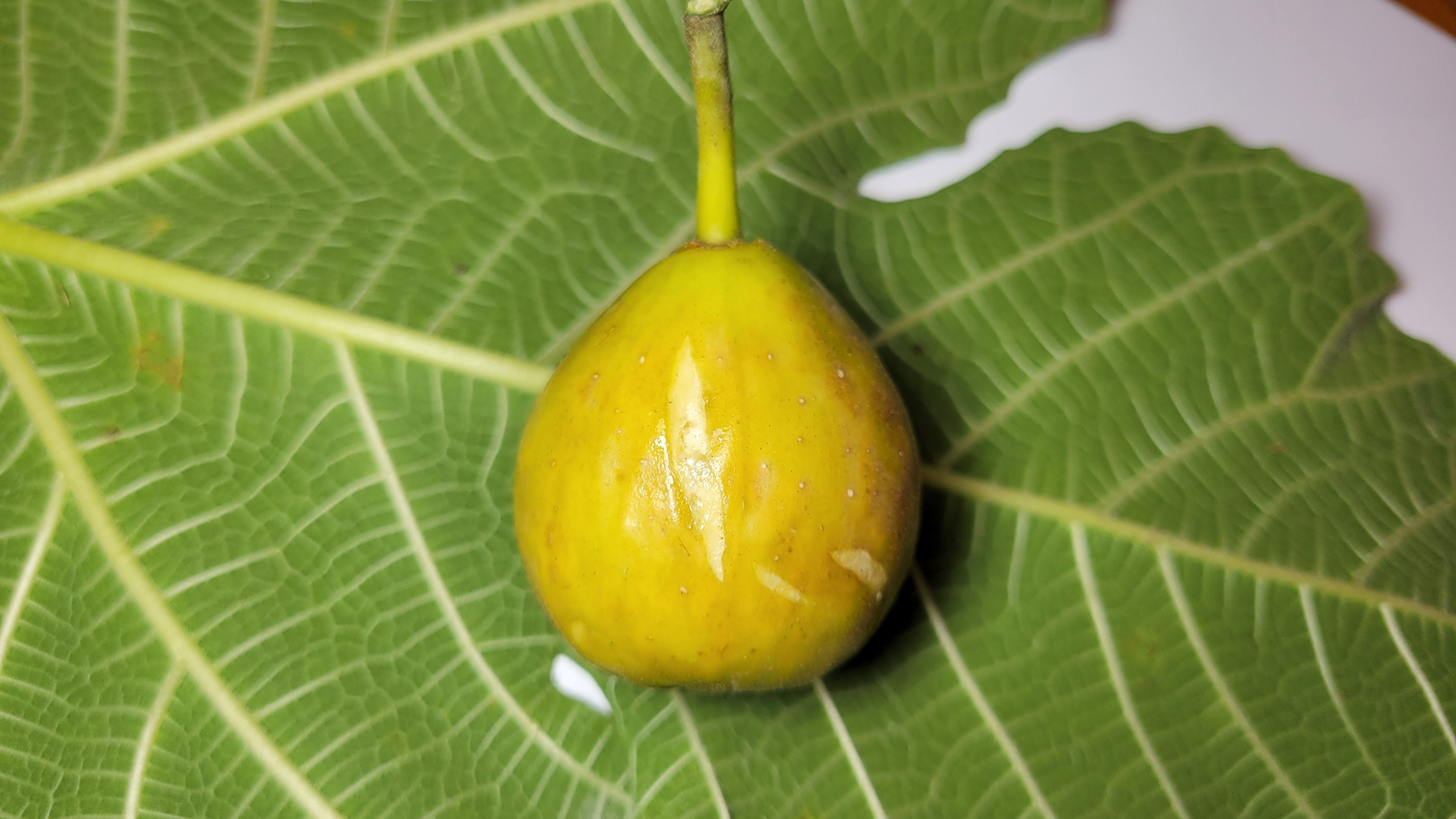 Siblawi