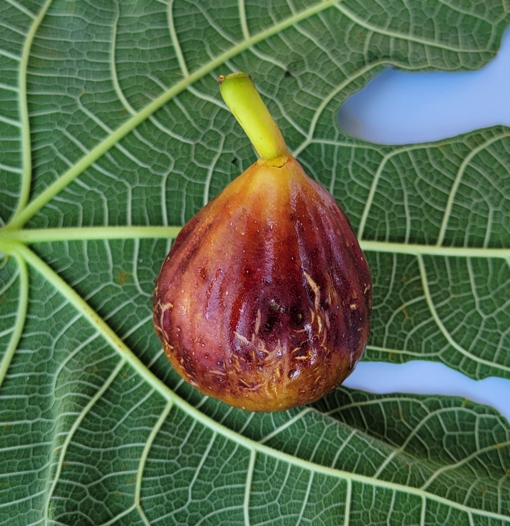 Columbaro Nero Unknown