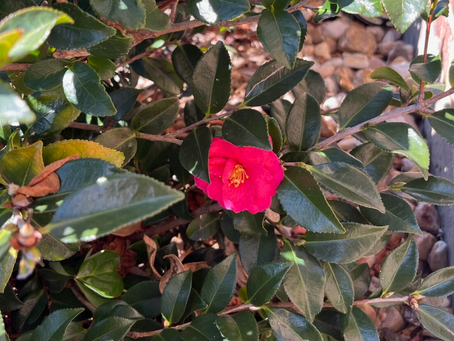 A Lesson From the Last Bloom Standing