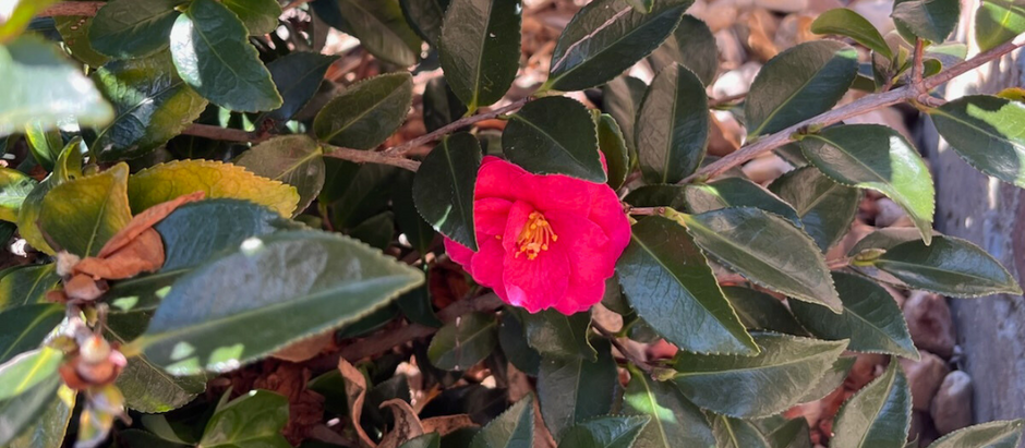 A Lesson From the Last Bloom Standing