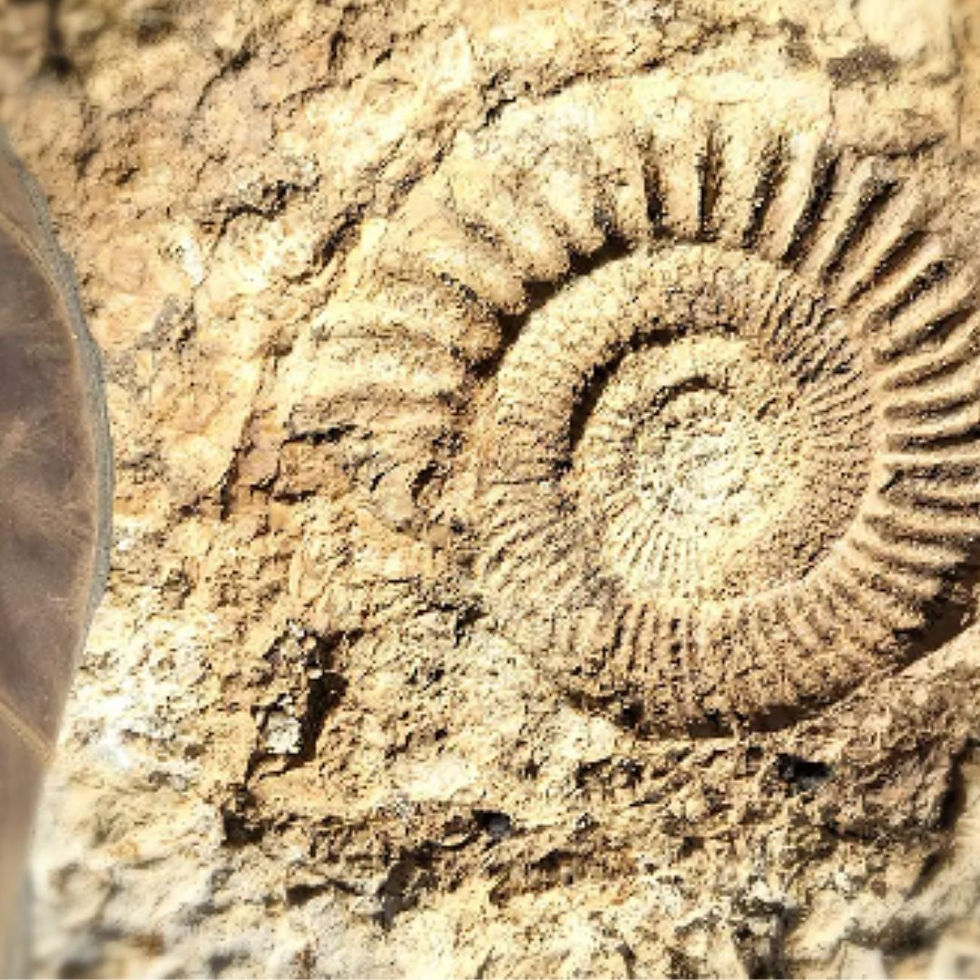 Fósil de Ammonite