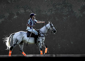 Equine photography