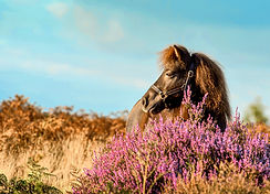 Horse Photography